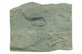 Cambrian Trilobite (Longianda) With Pos/Neg - Issafen, Morocco #243670-3